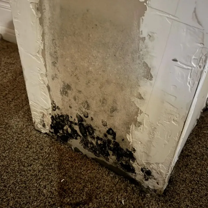 Professional Mold Removal in Shelby County, KY